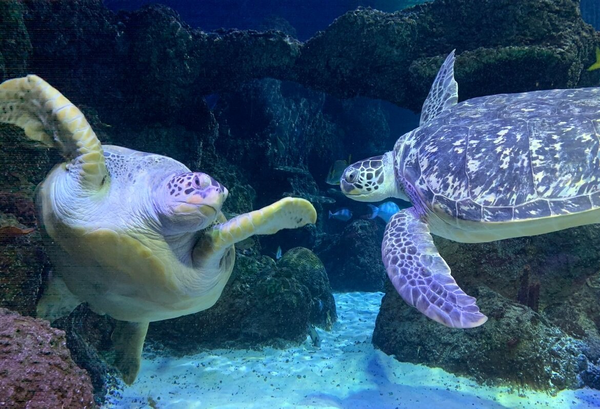 Turtles at Sea Life Manchester having &#8216;relationship counselling&#8217; after rocky time during lockdown, The Manc