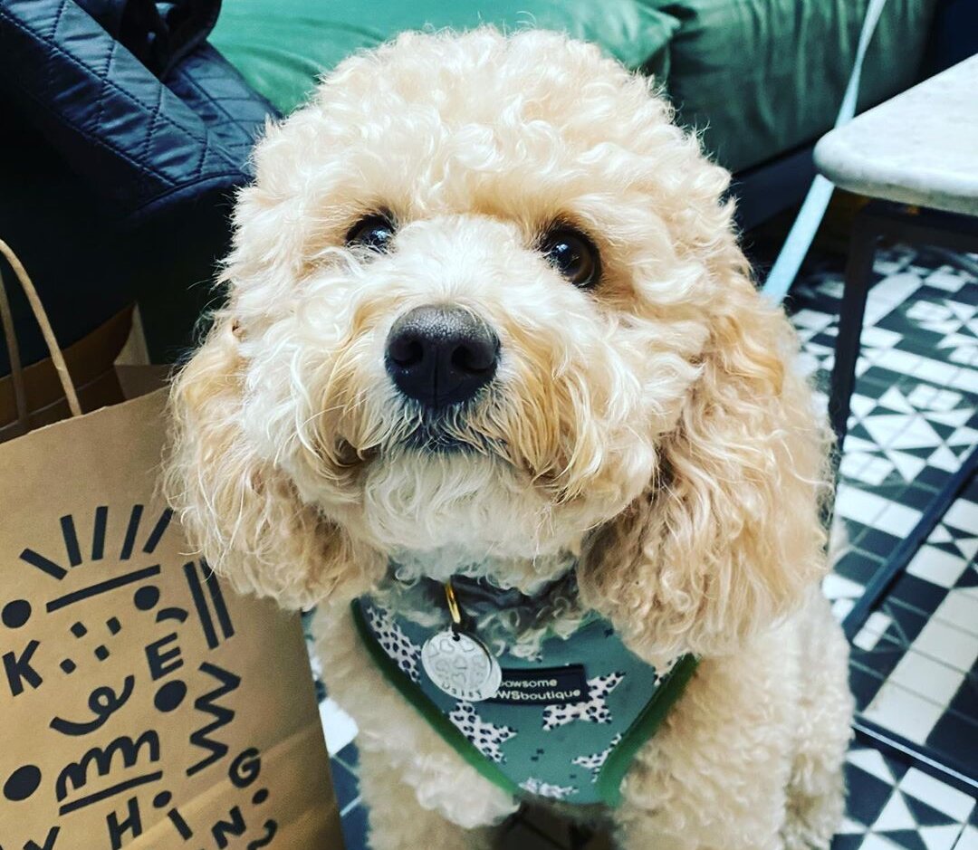 12 dog-friendly restaurants in Manchester taking part in &#8216;Eat Out to Help Out&#8217; this month, The Manc