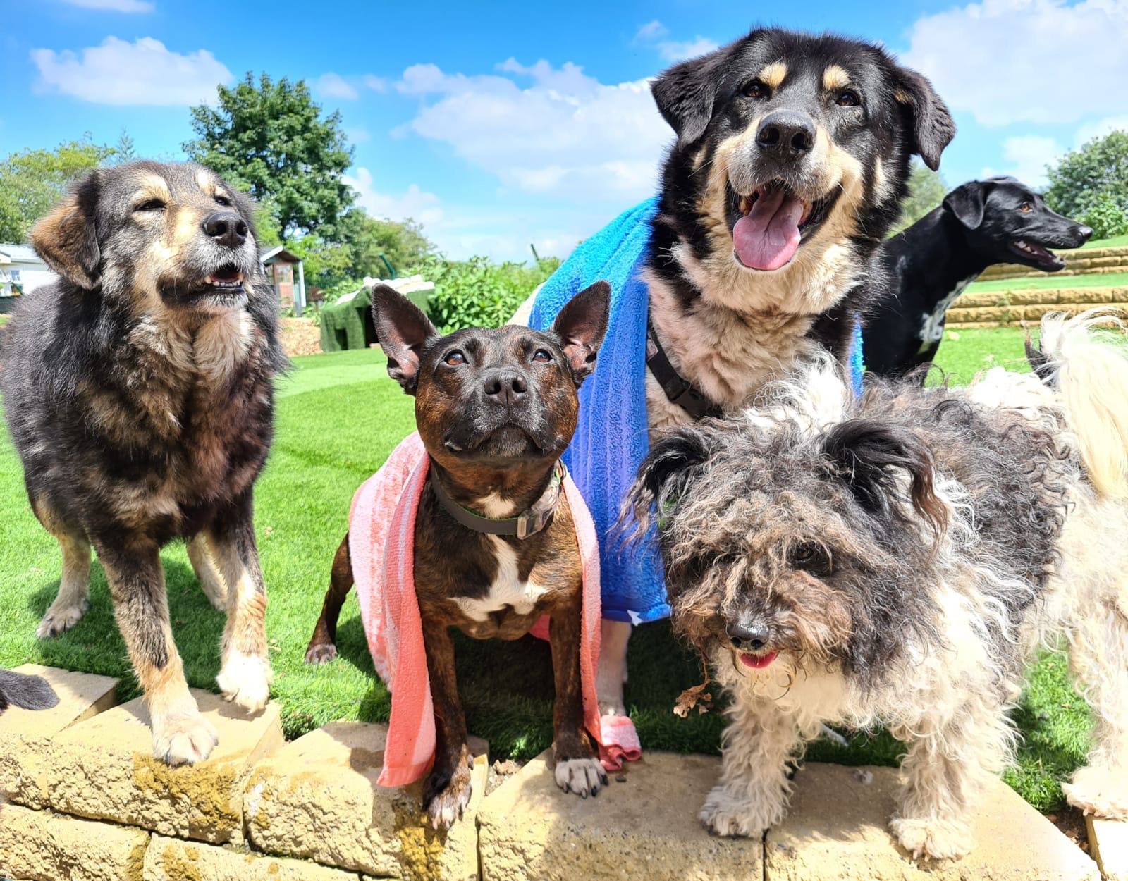 Dogs4Rescue needs your help to build new home for unwanted pooches, The Manc