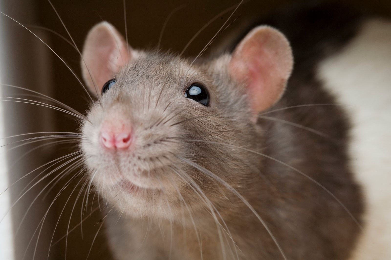 Manchester ranks 6th in the 10 Most Rat-Infested Cities in the UK, The Manc