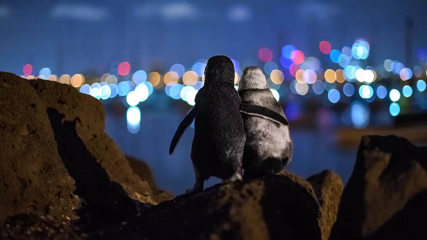 Viral picture of two widowed penguins comforting each other crowned ‘Best Photo of 2020’, The Manc