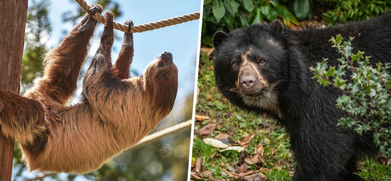 Chester Zoo&#8217;s &#8216;virtual zoo days&#8217; are returning with sloths and bears this Friday, The Manc
