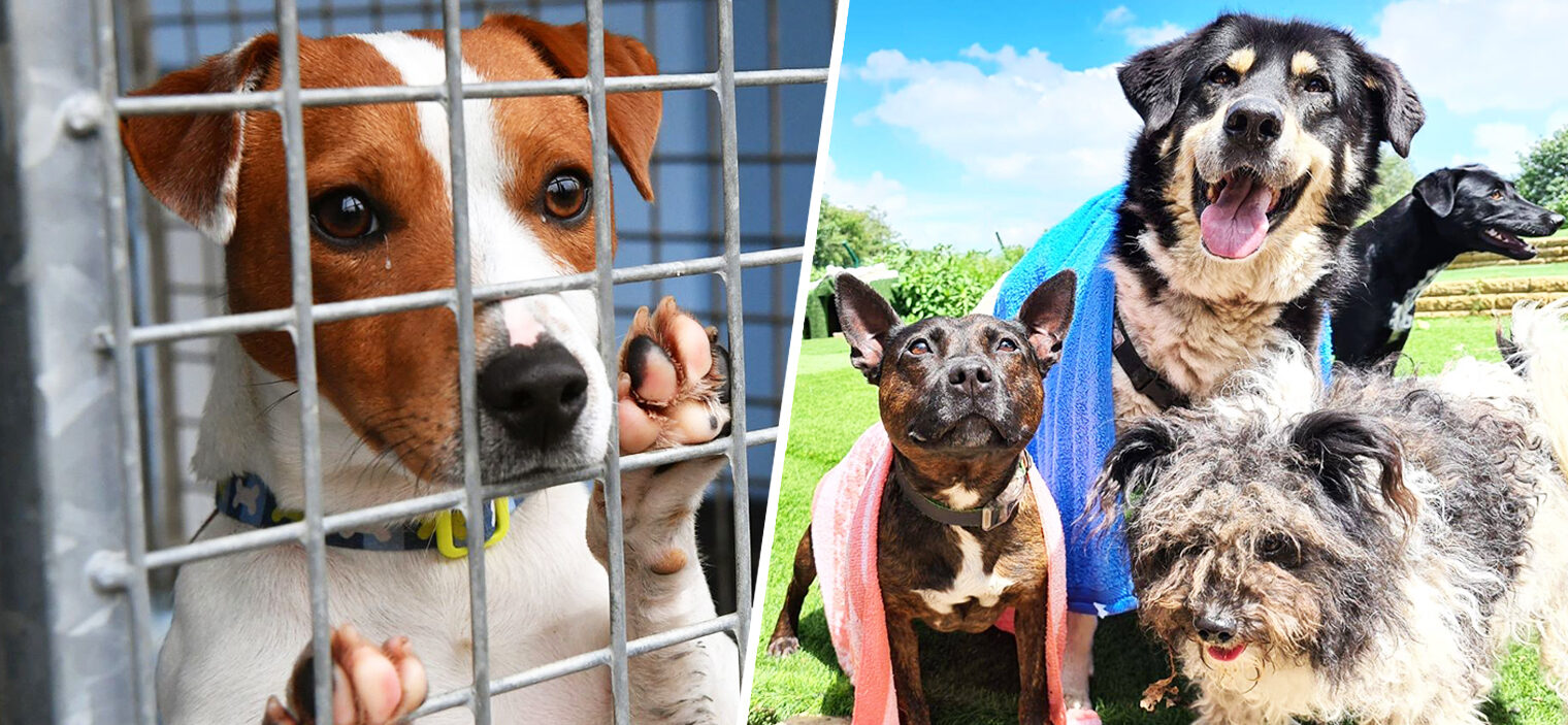 The current situation in Greater Manchester as experts warn of a &#8216;major dog welfare crisis&#8217;, The Manc