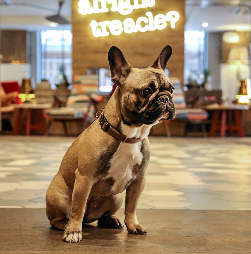 Manchester&#8217;s newest pet-friendly hotel is looking for people to &#8216;test drive&#8217; it for free, The Manc
