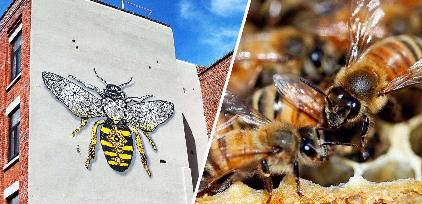 The UK government has approved bee-killing pesticides &#8211; but Mancunians can help reverse this, The Manc