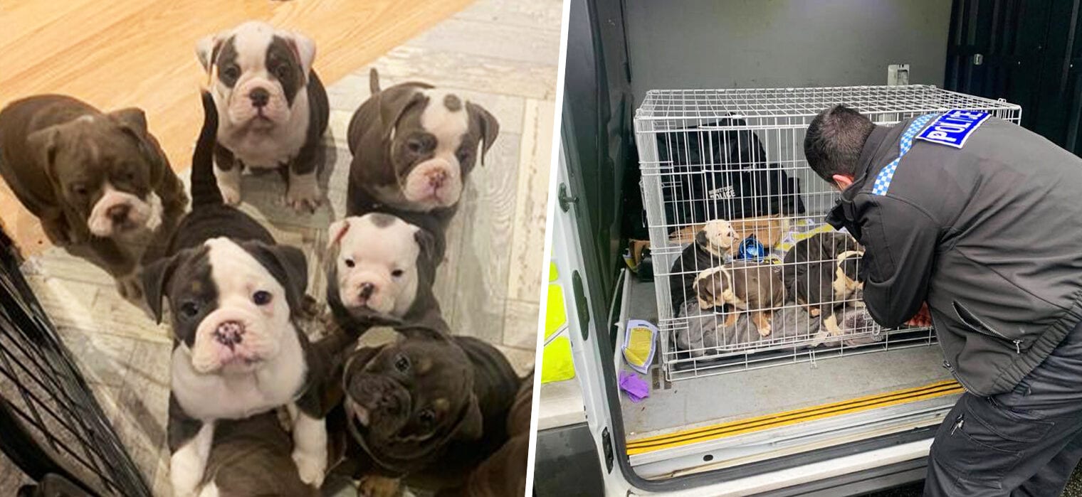 Bulldog puppies reunited with owners after being snatched from Wigan home by burglars, The Manc
