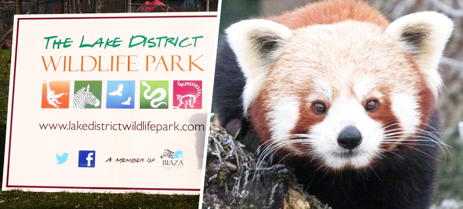 A Lake District wildlife park left &#8216;fighting for survival&#8217; pleads for public support, The Manc