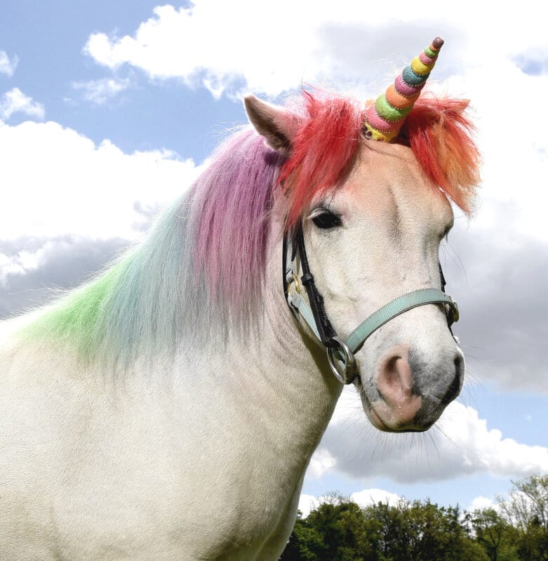  Unicorn  Land where you can meet real  life unicorns  is 