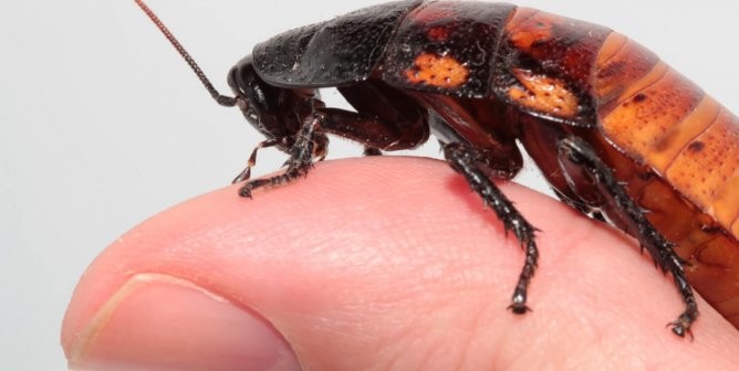 You can name a cockroach after your ex for Valentine’s Day, The Manc