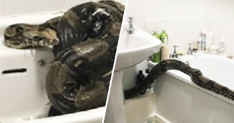 Woman finds massive boa constrictor snake in her bathroom at 1am, The Manc