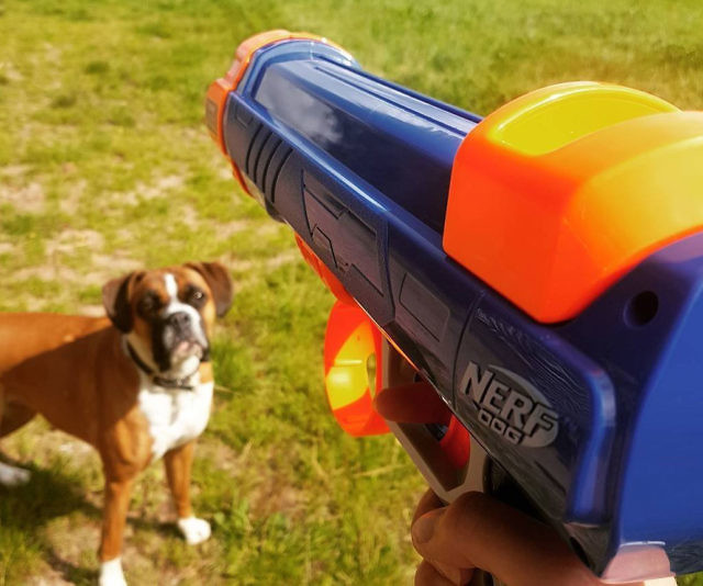 Aldi is selling a Nerf tennis ball launcher for your dog The Manc