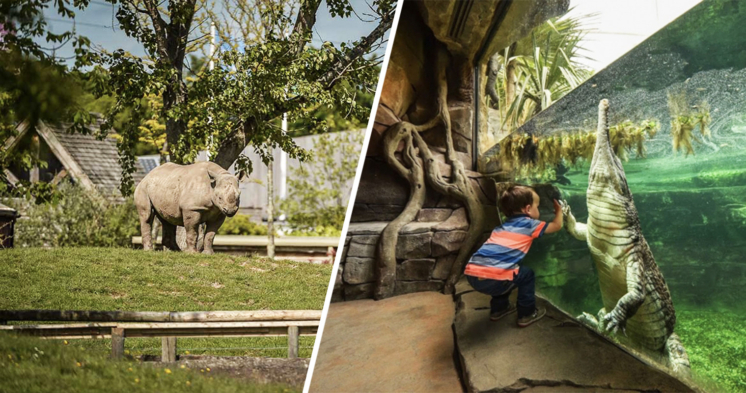 chester zoo or knowsley safari park