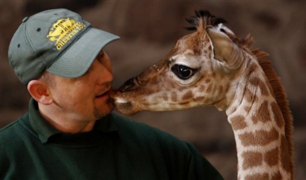 Chester Zoo need a lead keeper to care for giraffes, rhinos and zebras, The Manc