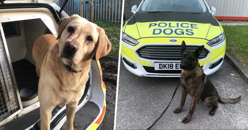 Cheshire Police are looking for dog lovers to look after their police dogs, The Manc
