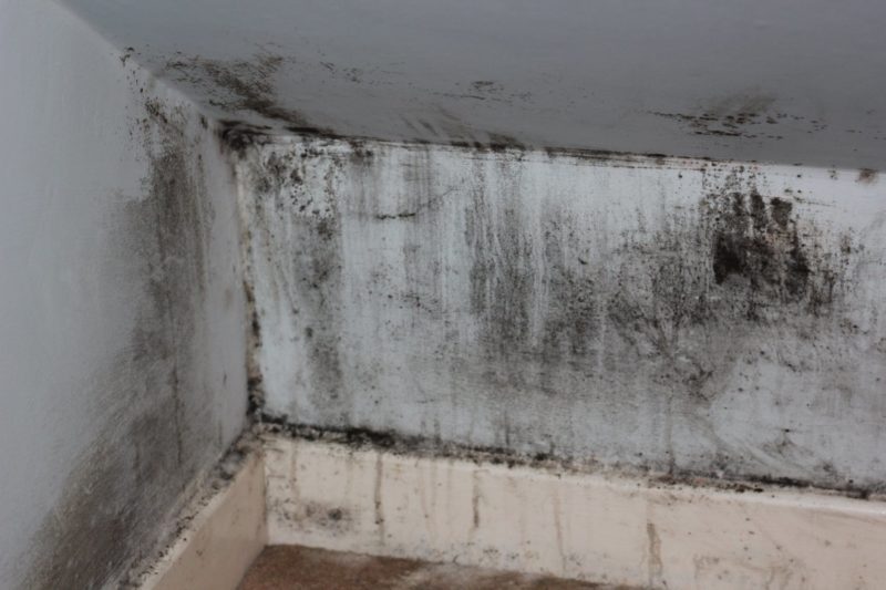 Renters will soon be able to sue their landlords over mould, The Manc