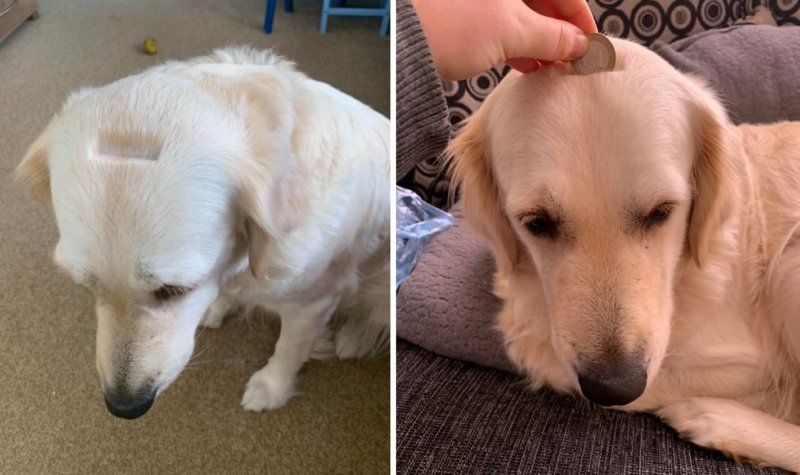 Woman goes viral after comical accident with a razor and a Golden Retriever, The Manc