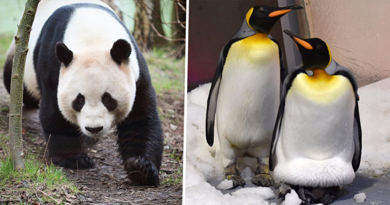 Here&#8217;s all the zoo feeding times you can watch live on social media, The Manc