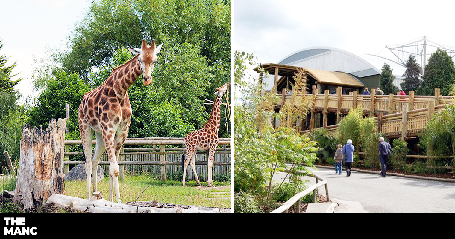 Chester Zoo explains how the zoo will operate when it reopens this