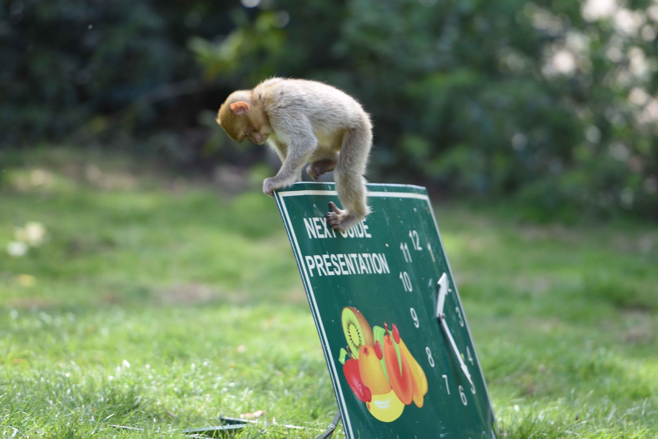 Trentham Monkey Forest is latest attraction to confirm reopening date, The Manc
