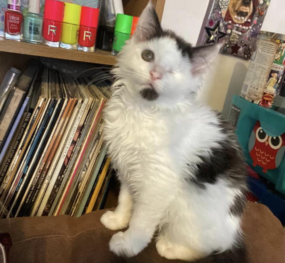 This one-eyed rescue kitten in Bury needs to find a forever home, The Manc