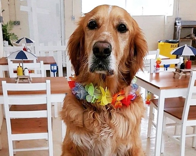 There&#8217;s a new dog cafe with a beach opening in Greater Manchester, The Manc