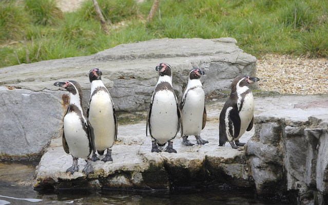 Chester Zoo is looking for someone to look after the penguins and parrots, The Manc