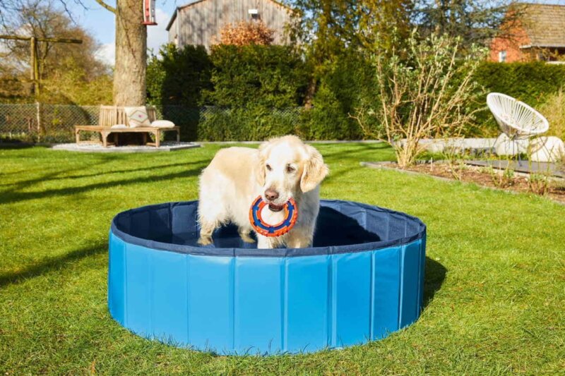 Lidl launches range of sunbeds and swimming pools for pets, The Manc