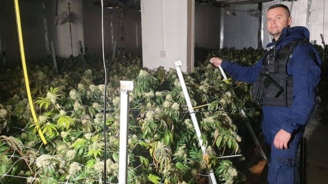 Cannabis farm worth £2 million found by police in Cheetham Hill, The Manc