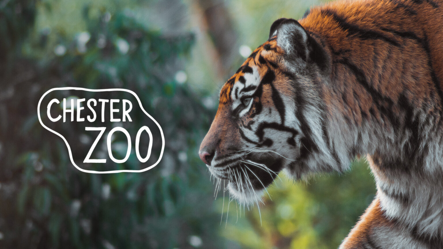 chester zoo afternoon tickets price