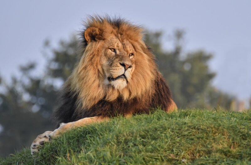 You can camp next to the lions at Yorkshire Wildlife Park from just £50 a night, The Manc