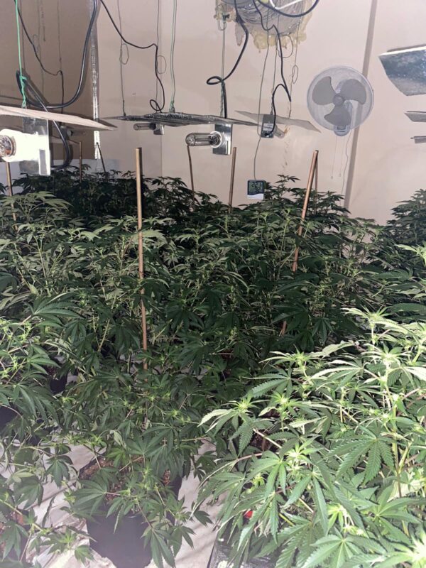 An enormous cannabis farm in Salford has been seized by police, The Manc