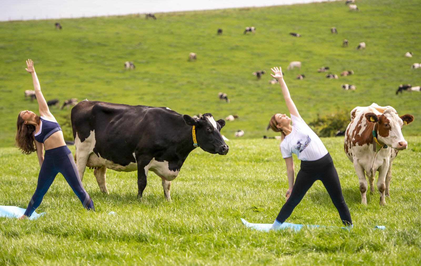 Na-moo-ste: Northerners are trying to get fit by doing yoga with cows on farms, The Manc