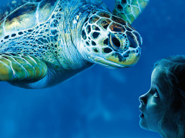 Turtles at Sea Life Manchester having &#8216;relationship counselling&#8217; after rocky time during lockdown, The Manc
