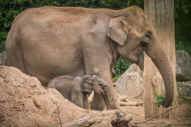 Chester Zoo announces devastating death of endangered Asian elephant, The Manc