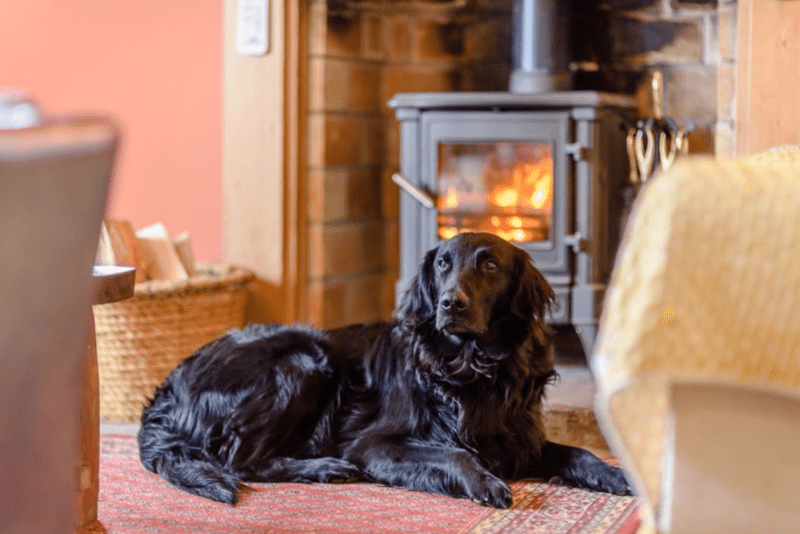 You and your dog can now get a job reviewing luxury holiday cottages, The Manc