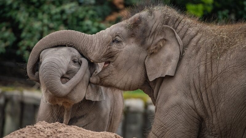 Chester Zoo announces devastating death of endangered Asian elephant, The Manc