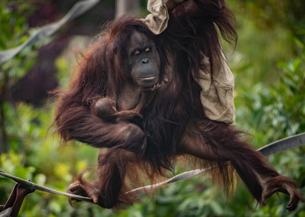 A critically-endangered Bornean orangutan has just been born at Chester Zoo, The Manc