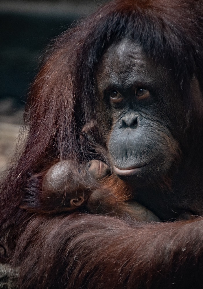 A critically-endangered Bornean orangutan has just been born at Chester Zoo, The Manc
