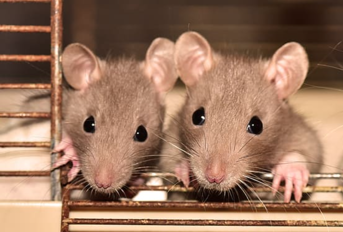 Pest controllers warn rats ‘as big as cats’ are sneaking into UK homes through toilets, The Manc