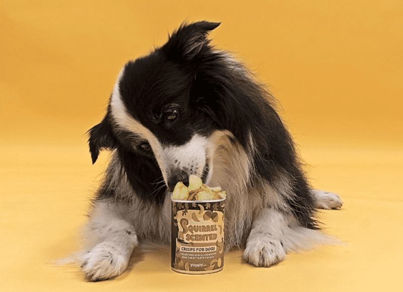 You can now buy crisps for dogs that taste like squirrels, muddy puddles and old socks, The Manc
