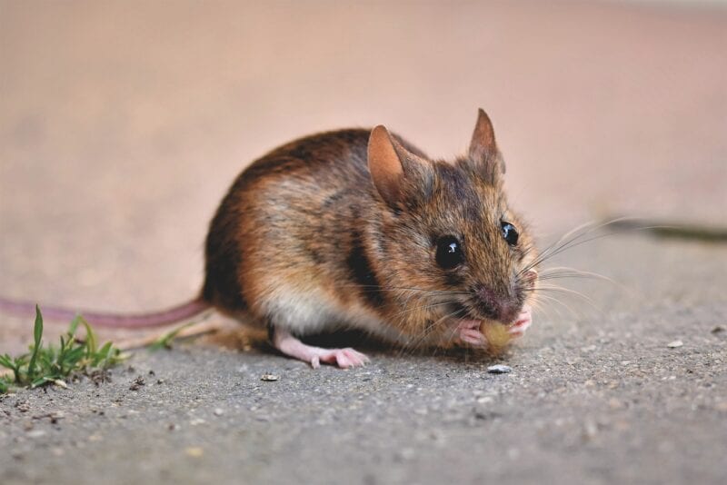 Manchester ranks 6th in the 10 Most Rat-Infested Cities in the UK, The Manc