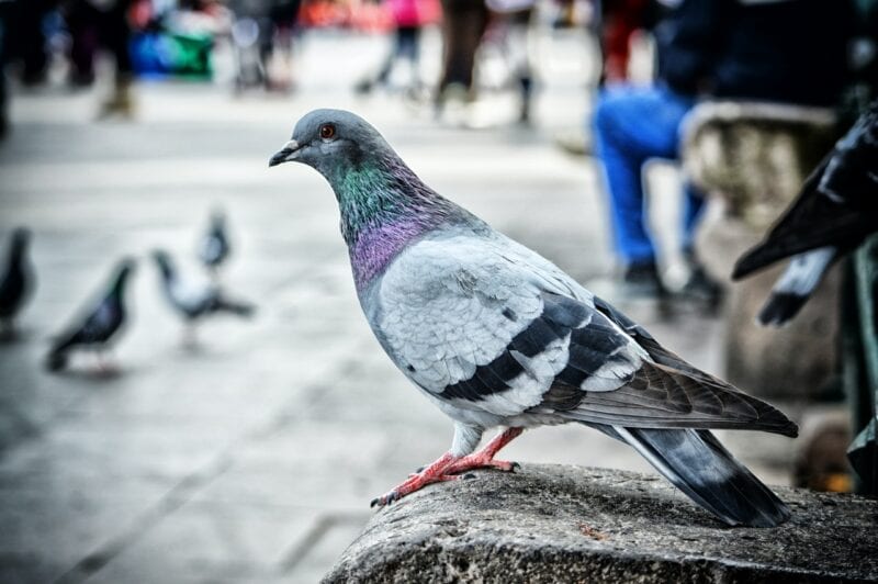 Litter-picker fined £150 for feeding potatoes to pigeons in Piccadilly Gardens, The Manc