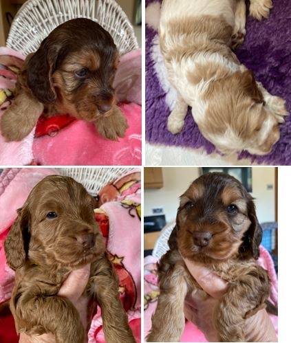 Police appeal for info as 14 puppies stolen from property in Cheshire, The Manc