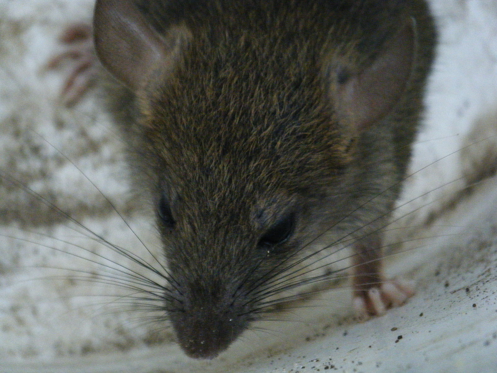 Almost three-quarters of rats in Manchester immune to current pest control methods, study finds, The Manc