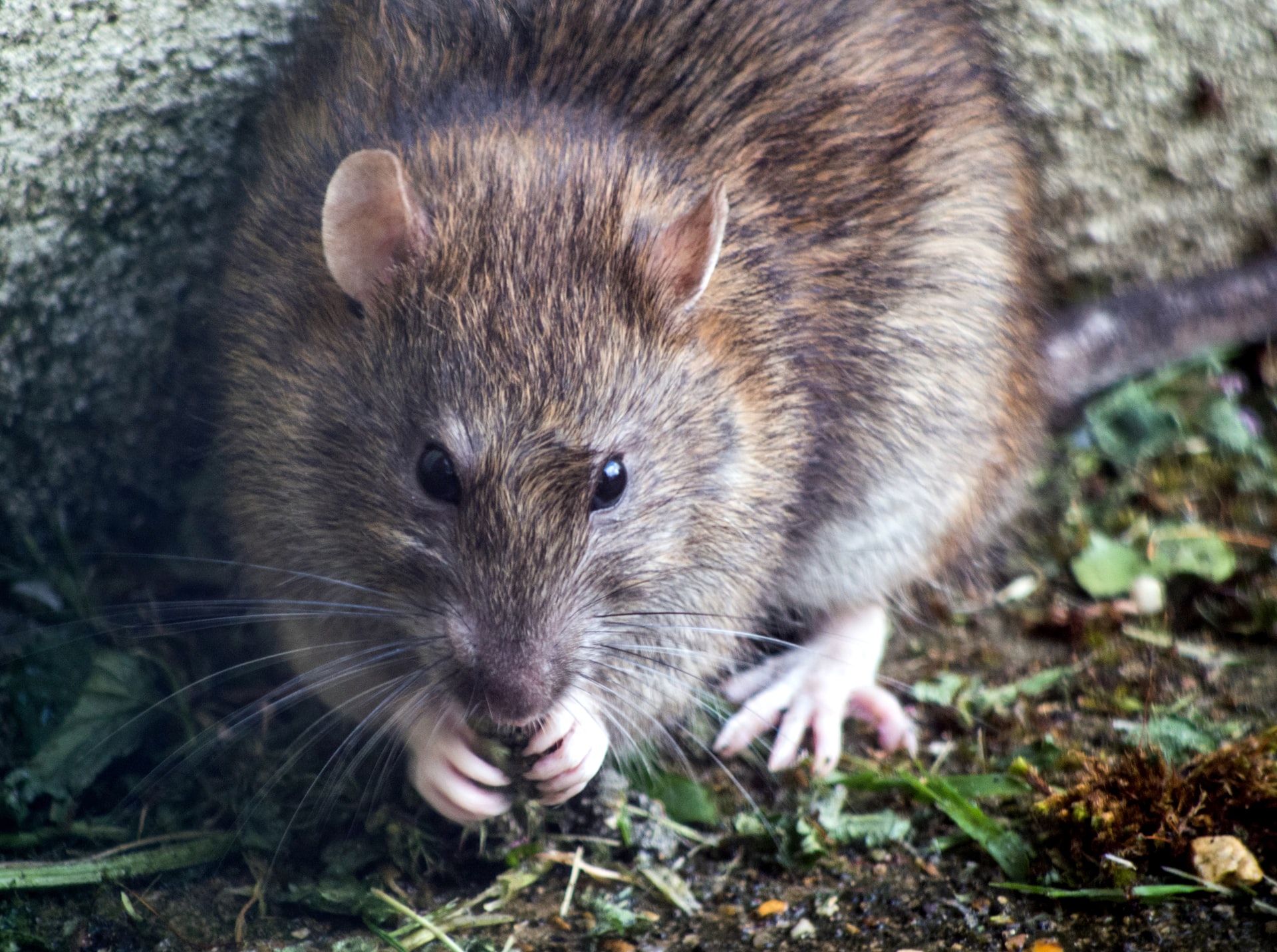 Almost three-quarters of rats in Manchester immune to current pest control methods, study finds, The Manc