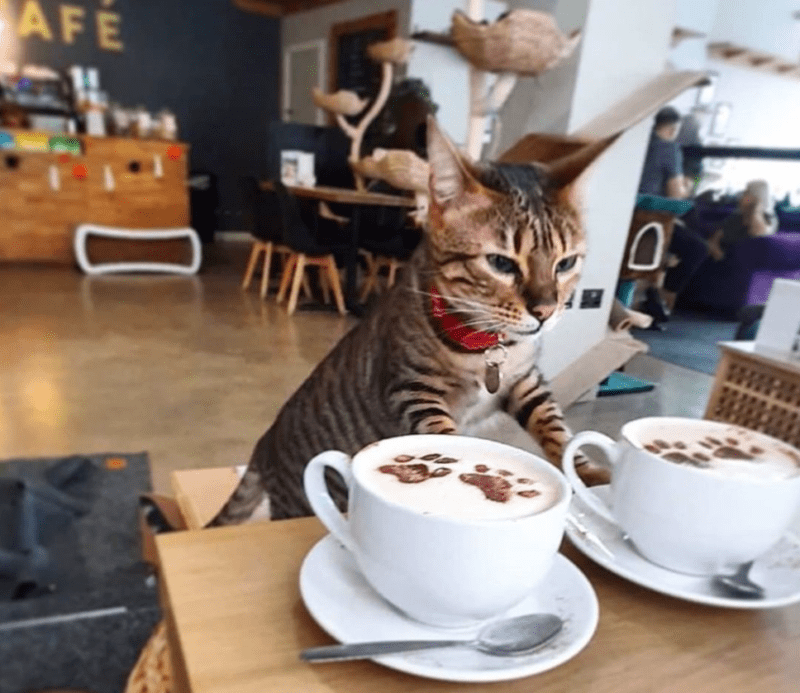 A fundraiser has been set up to save Cat Cafe Manchester from permanent closure, The Manc