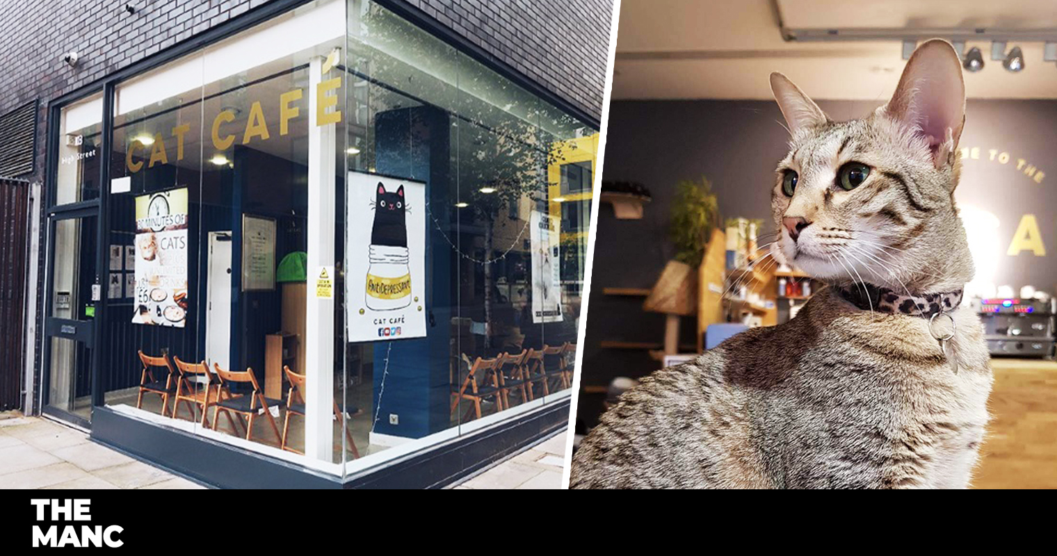 beloved-cat-cafe-manchester-announces-permanent-closure-due-to-covid