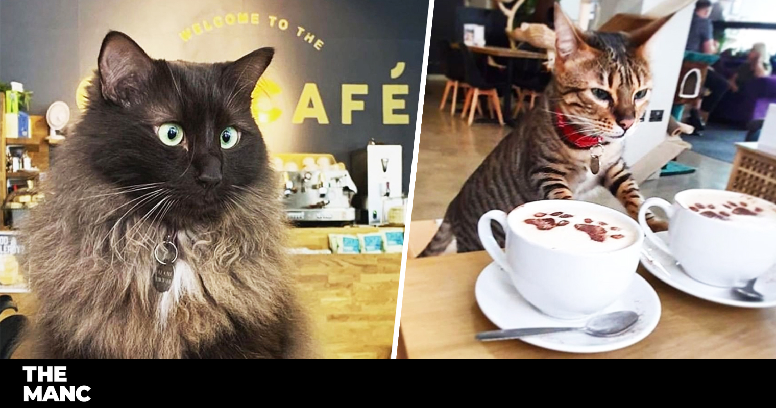 A Fundraiser Has Been Set Up To Save Cat Cafe Manchester From Permanent Closure The Manc