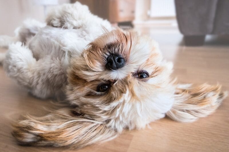 Landlords in Manchester can no longer issue blanket bans on tenants having pets, The Manc