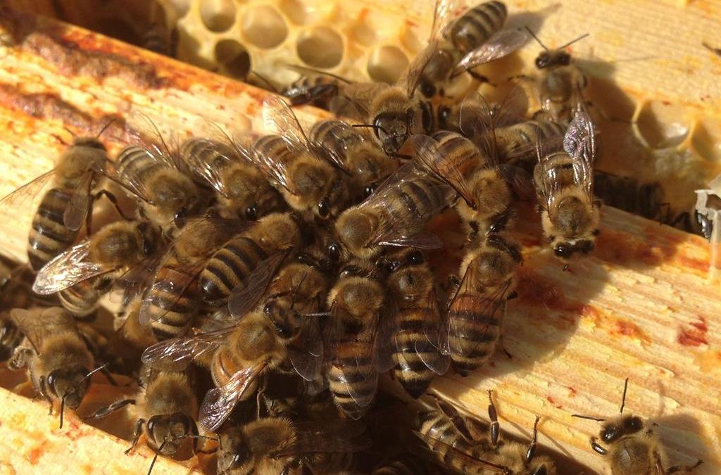 Thieves steal beehives containing tens of thousands of bees in Cheshire, The Manc